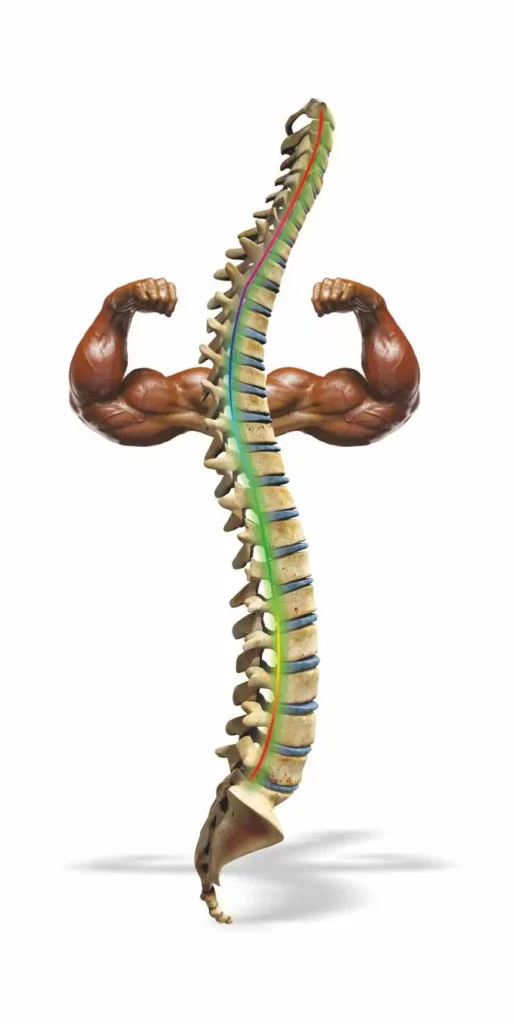Mr Dependable - Let’s Move Our Spines for a Healthier Tomorrow!