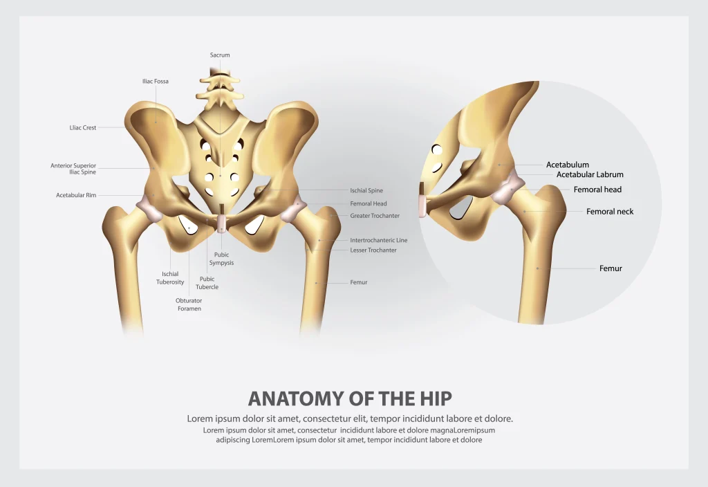 hips